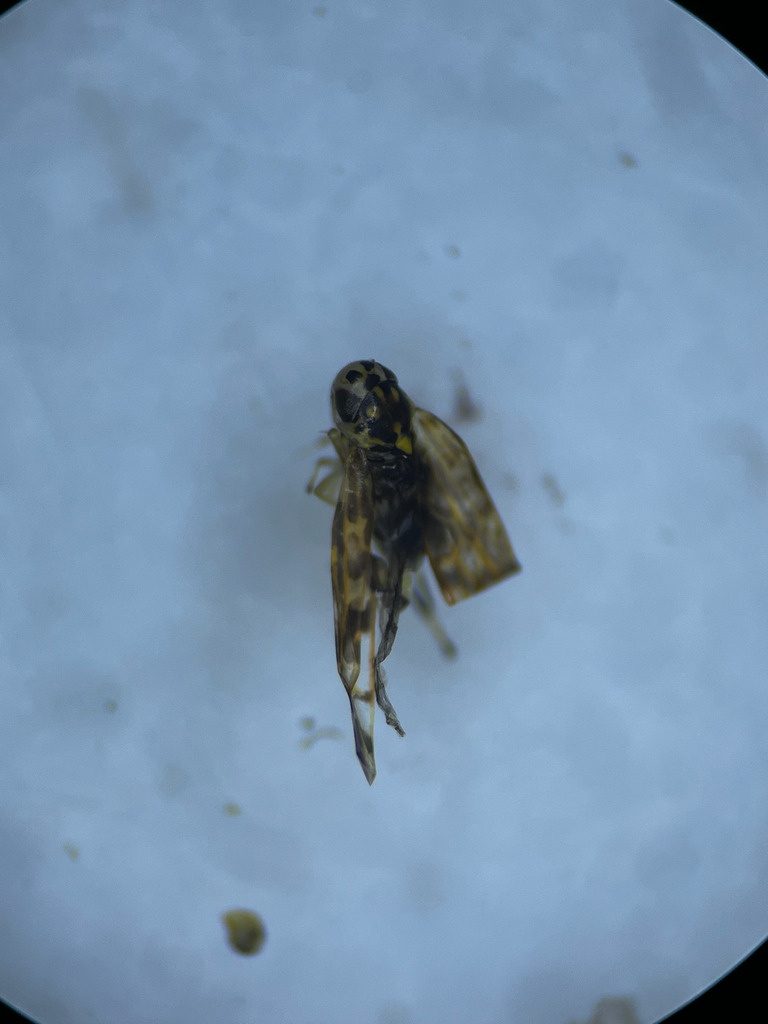 Eupteryx stachydearum