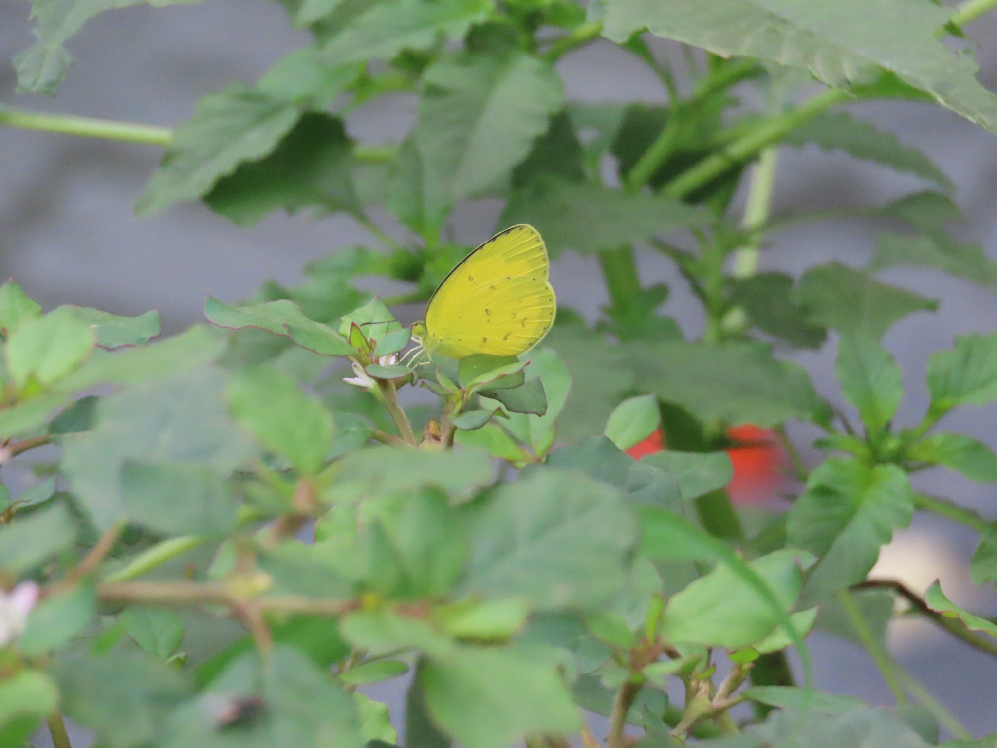 Common Grass Yellow