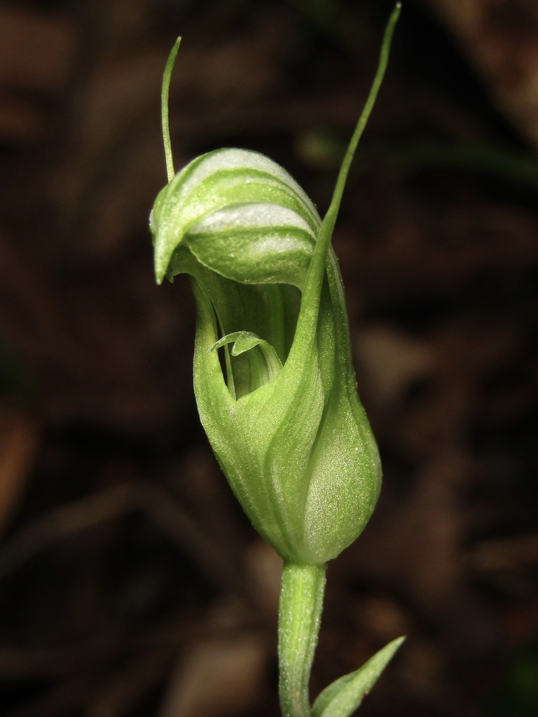 Pterostylis collina