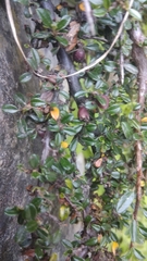 Cotoneaster microphyllus