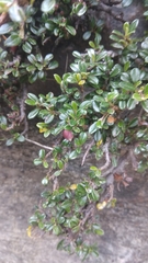 Cotoneaster microphyllus