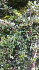 Cotoneaster microphyllus