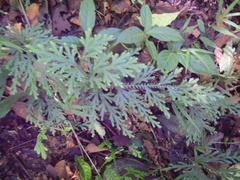 Selaginellaceae