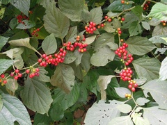 Lycianthes lenta
