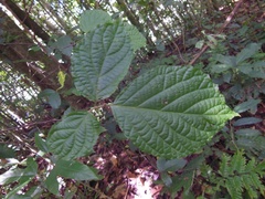Styrax glabrescens