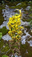 Ligularia jacquemontiana