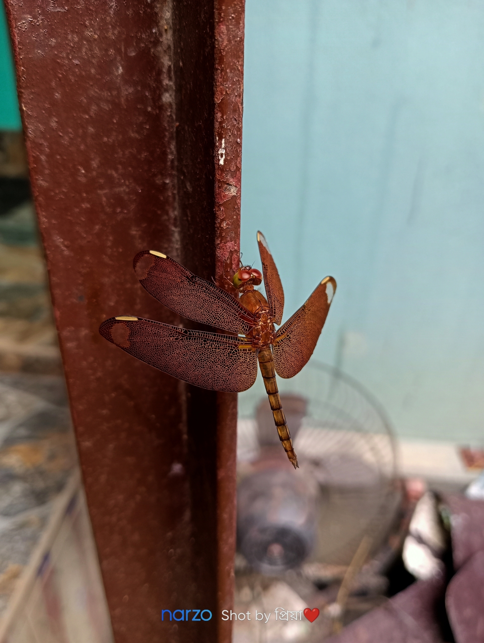 Fulvous Forest Skimmer