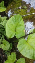 Ligularia jacquemontiana