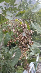Syringa emodi