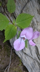 Impatiens sulcata