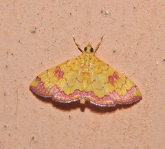 Isocentris filalis