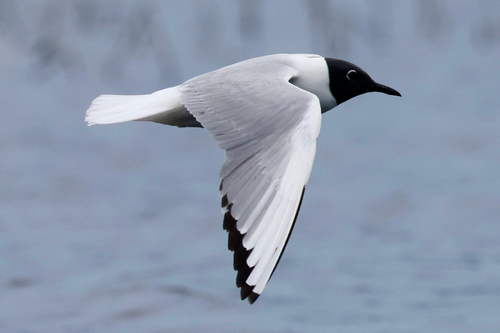Bonaparte's Gull