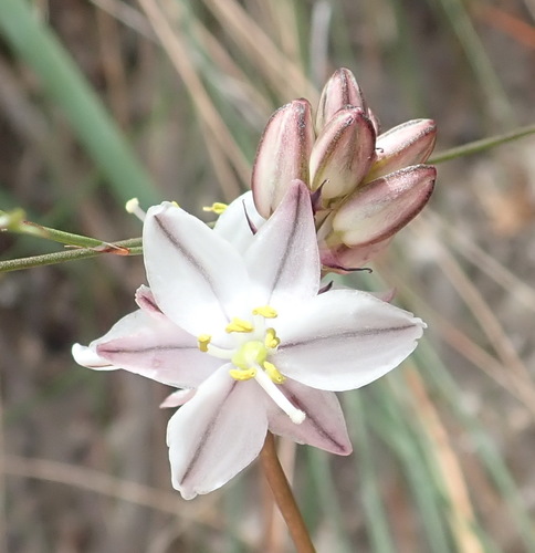 Drimia exuviata