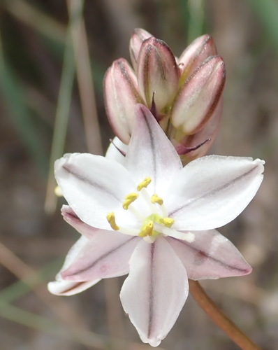 Drimia exuviata