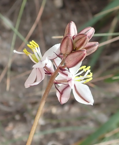Drimia exuviata