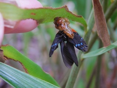 Eumaeus atala