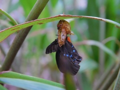 Eumaeus atala