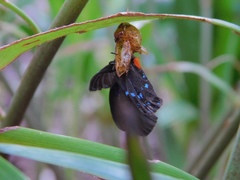 Eumaeus atala