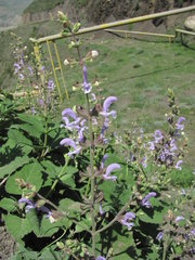 Salvia beckeri