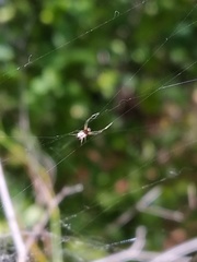 Microlinyphia pusilla