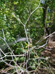 Microlinyphia pusilla