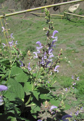 Salvia beckeri
