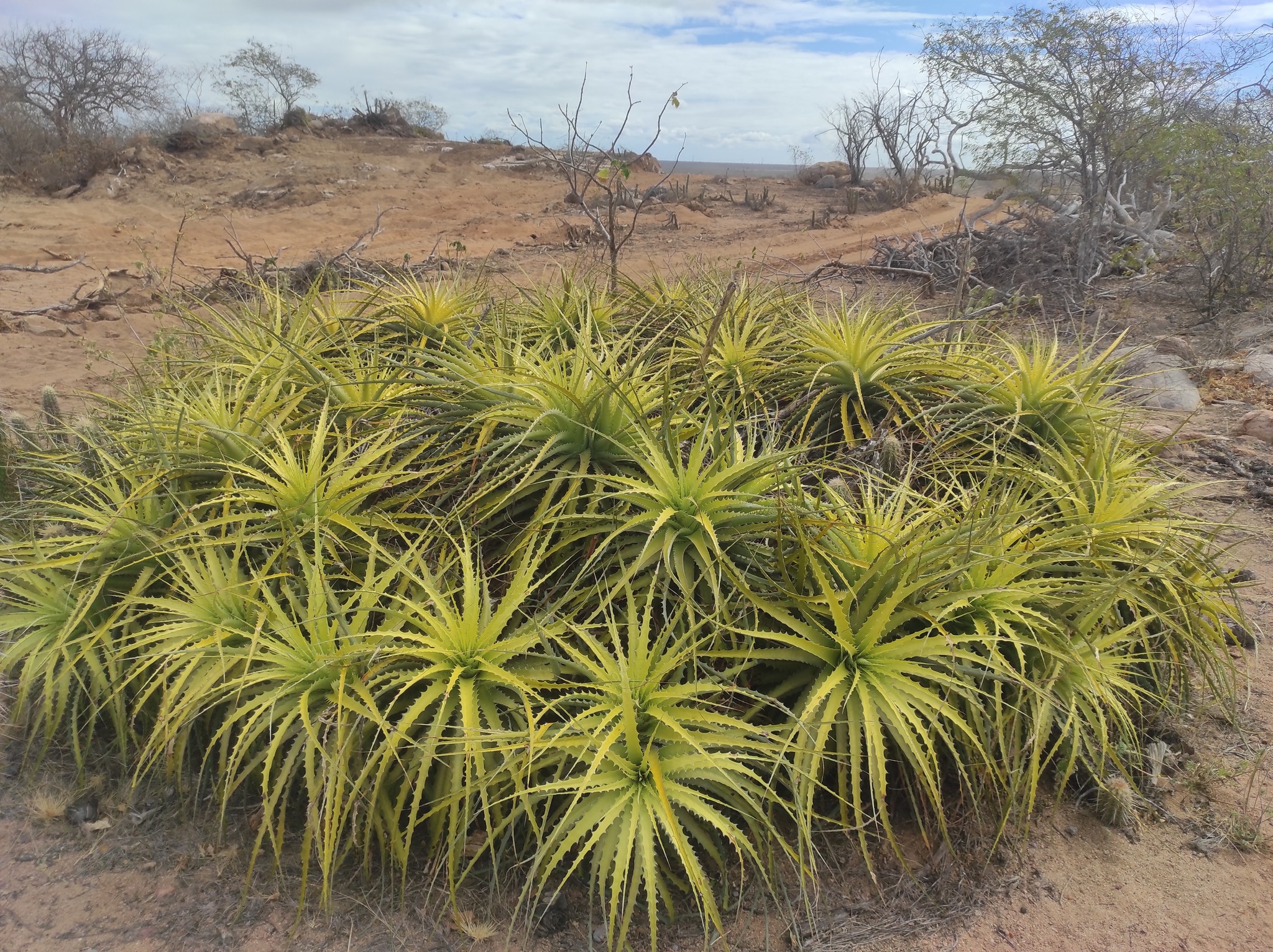 Encholirium spectabile