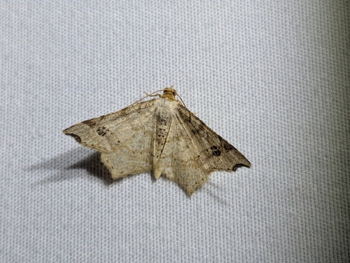Common Angle photo 4