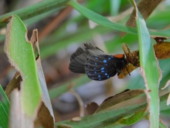 Eumaeus atala