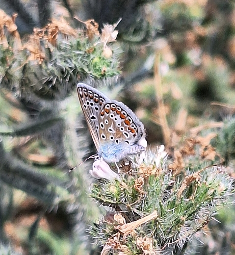 Common Blue