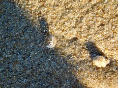 Traskorchestia traskiana