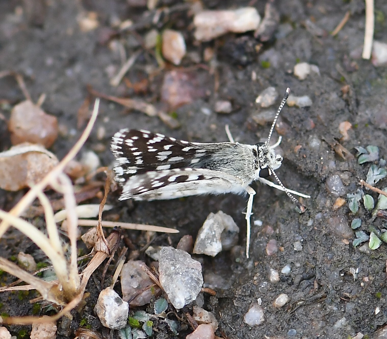 Asian Grizzled Skipper