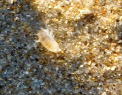 Traskorchestia traskiana