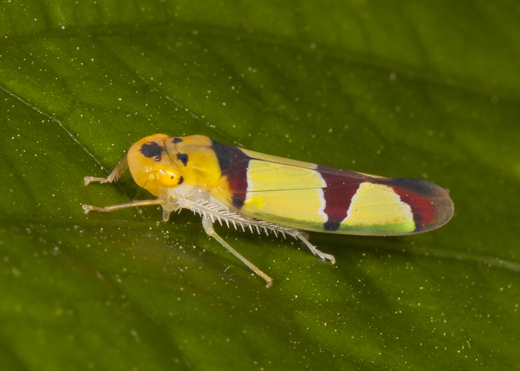 Baleja rufofasciata