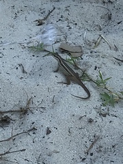 Leiocephalus cubensis