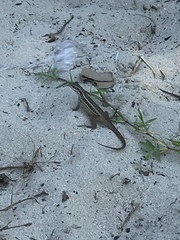 Leiocephalus cubensis