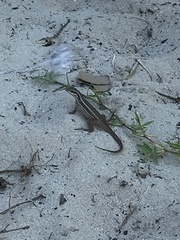 Leiocephalus cubensis