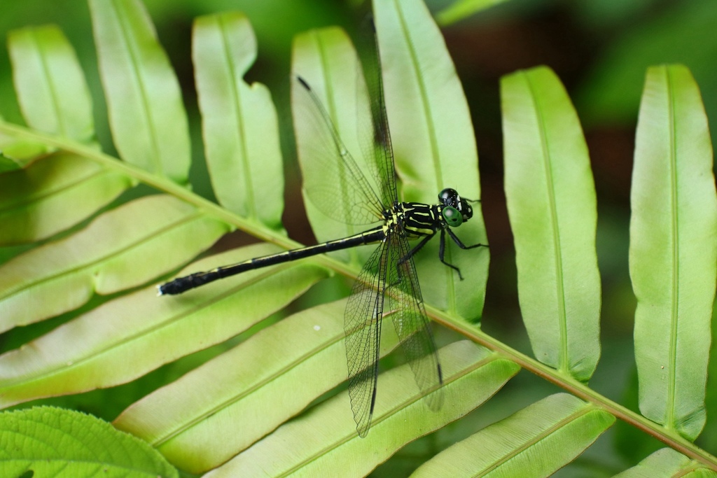 Leptogomphus tamdaoensis