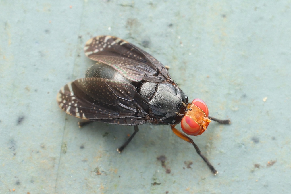 Euthyplatystoma