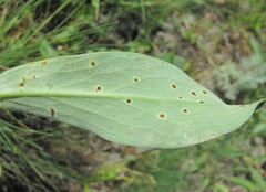 Puccinia schirajewskii