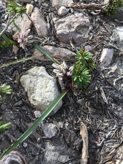 Allium obtusum obtusum