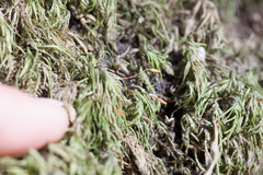 Pseudisothecium cristatum