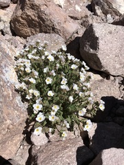 Polemonium pulcherrimum shastense
