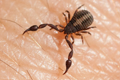 Cheliferoidea