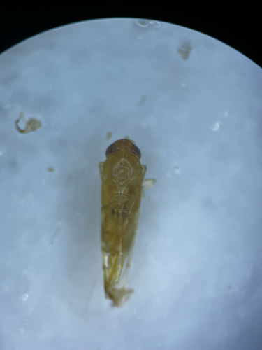 Edwardsiana flavescens