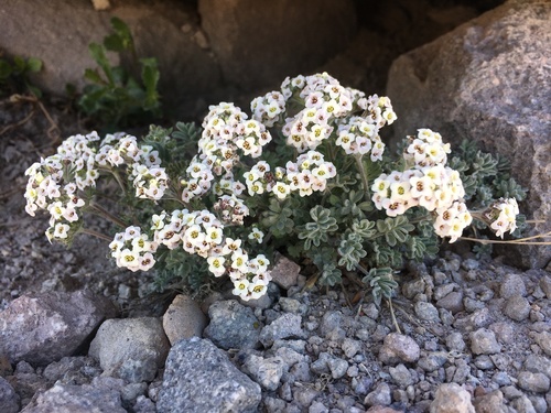 Image of Smelowskia ovalis by (c) Matt Berger, some rights reserved (CC BY)