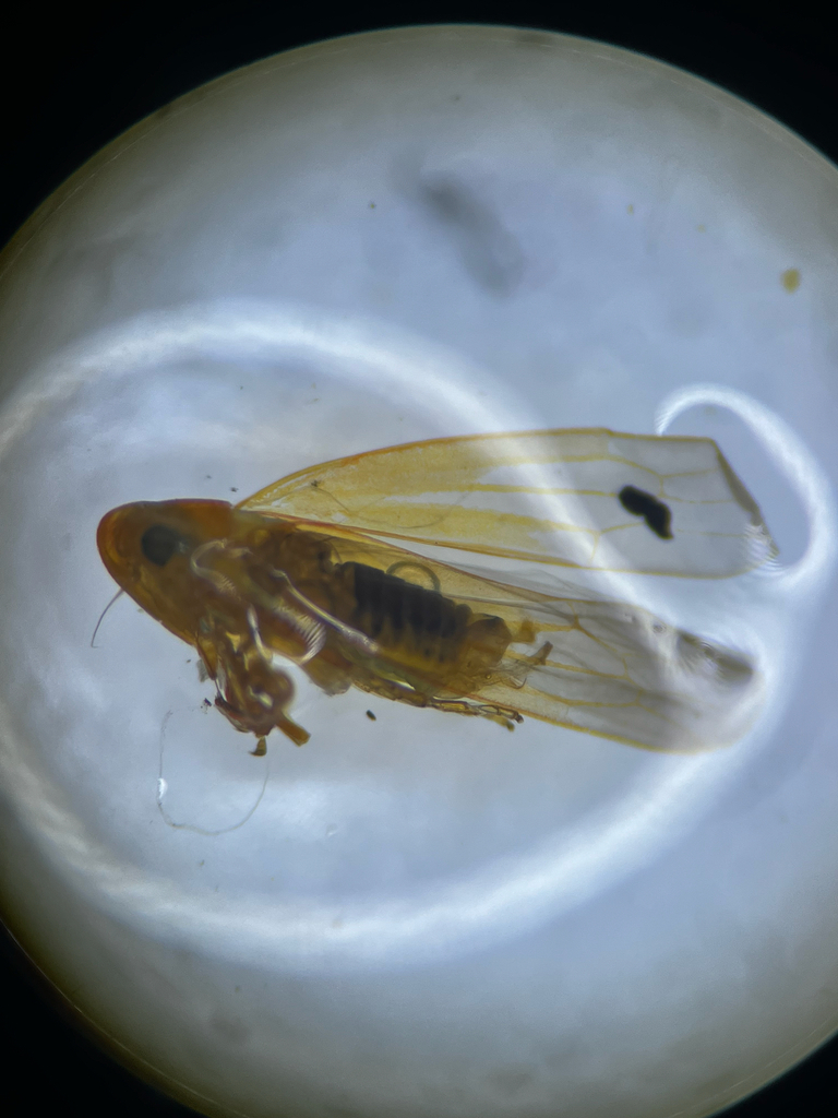 Forcipata citrinella