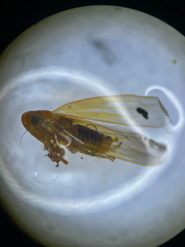Forcipata citrinella