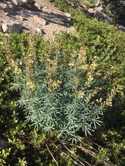 Lupinus angustiflorus