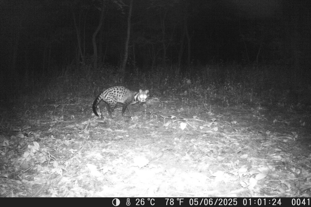 Large-spotted Civet